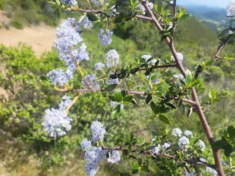 Ceanothus sorediatus