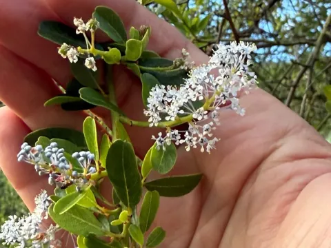 Ceanothus spinosus