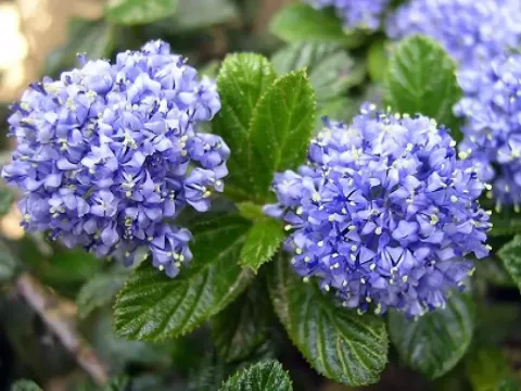 Ceanothus veitchianus