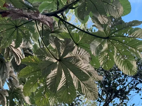 Цекропия