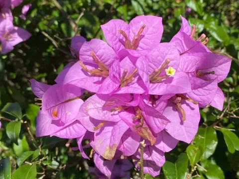 Bougainvillea