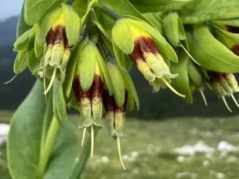 Smooth honeywort