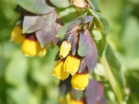 Honeywort