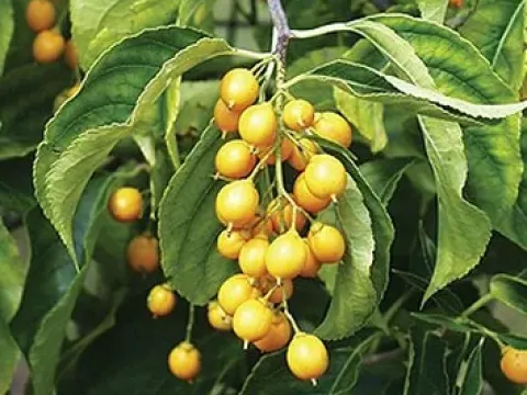 Celastrus rosthornianus
