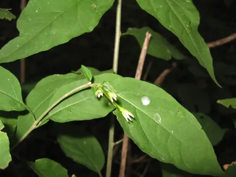 Cestrum alternifolium