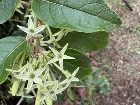 Cestrum strigillatum