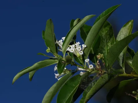Day-blooming cestrum