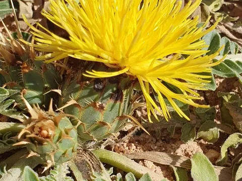 Stemless knapweed
