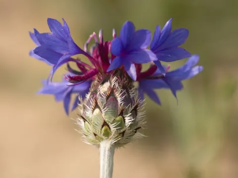 Cyanus depressus
