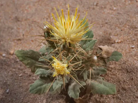 Sinai cornflower