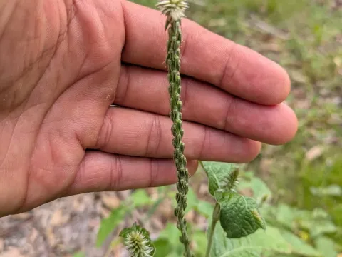 Achyranthes