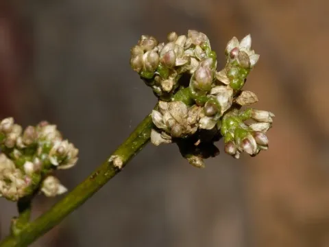 Celosia trigyna