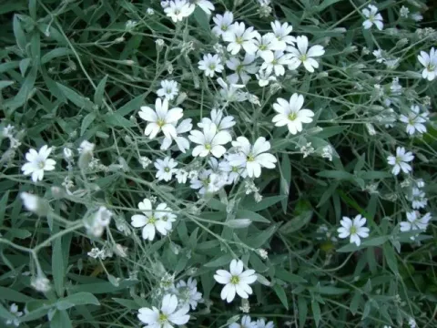 Cerastium caespitosum