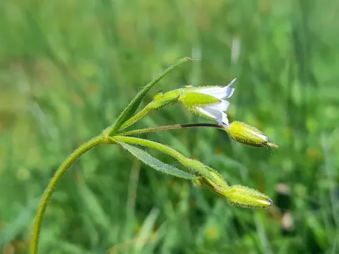 Doubtful mouse-ear