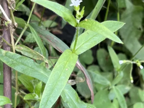 Indian chickweed