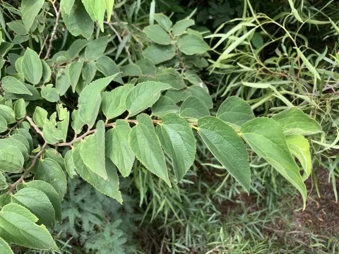White stinkwood