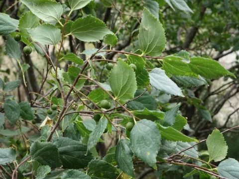 Каркас оголений