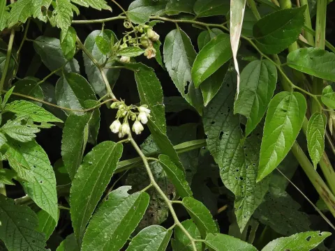 Celtis iguanaea