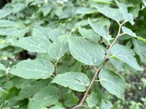 Japanese hackberry