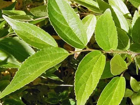 Julian's hackberry