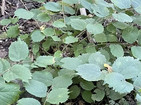 Korean hackberry