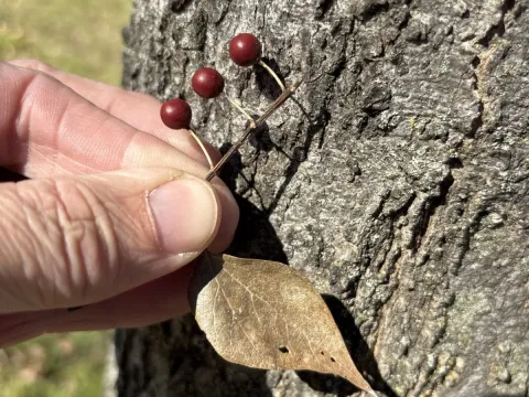 Sugar hackberry