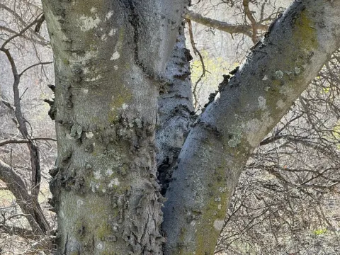 Каркас сетчатый