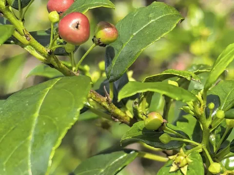 Rhamnus prinoides