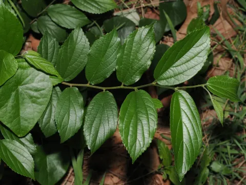 Chinese hackberry