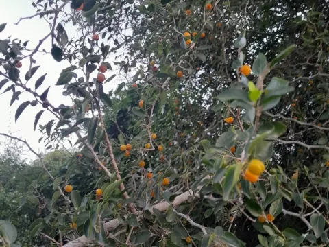 Celtis tala