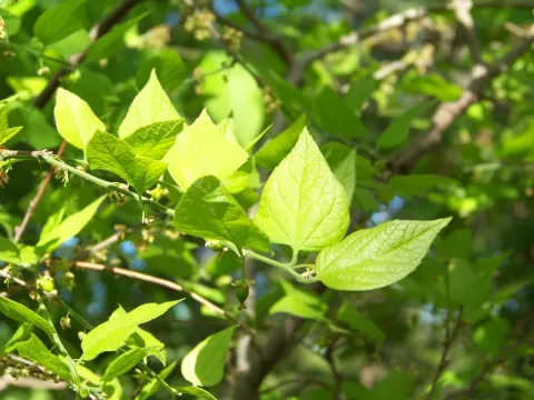 Dwarf hackberry