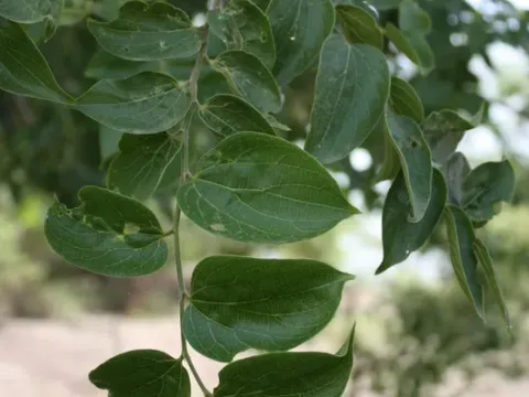 Каркас африканский