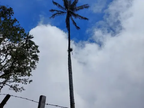 Ceroxylon