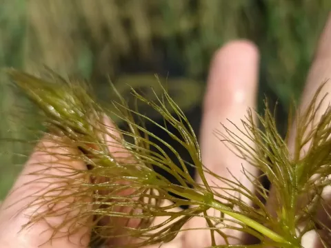 Soft hornwort