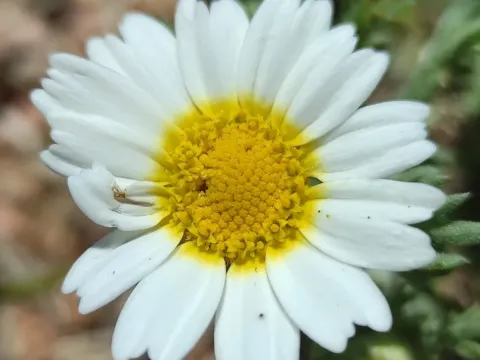 Cladanthus