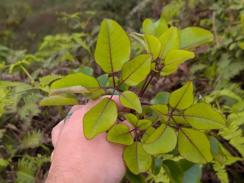 Cheirodendron