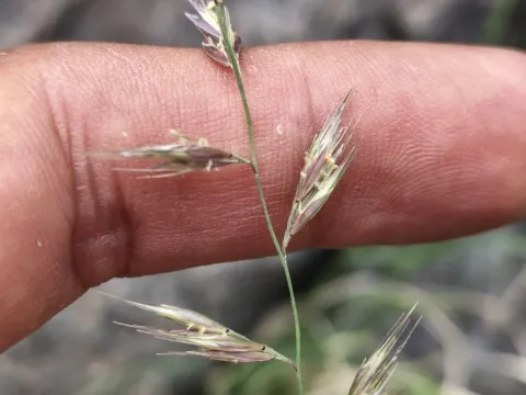Bouteloua filiformis