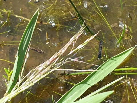 Spiny swamp grass