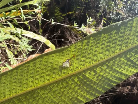 Campyloneurum