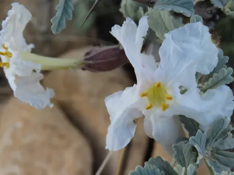Катофрактес