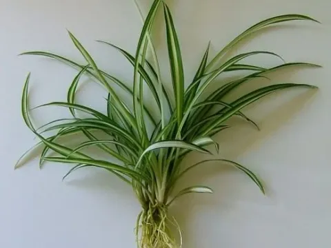 Chlorophytum