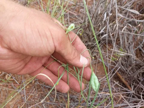 Camptorrhiza