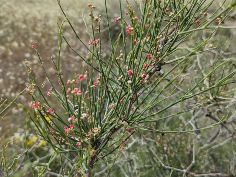 Calligonum polygonoides