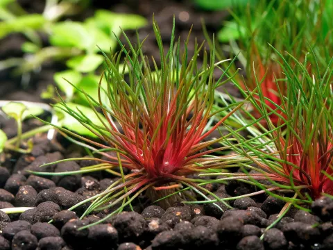 Centrolepis