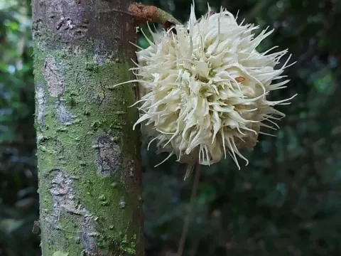 Карпотрохе