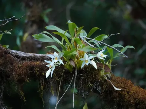 Coelogyne