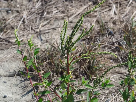 Chenopodium acuminatum