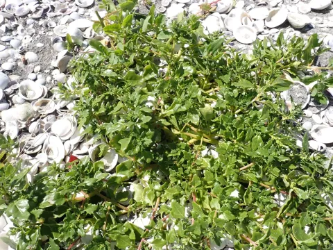 Goosefoot