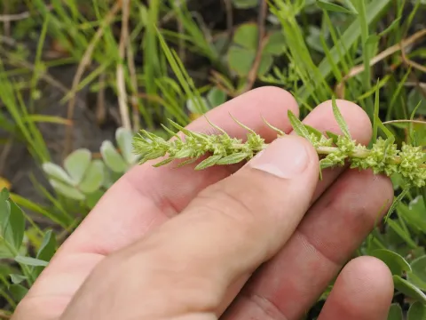 Chenopodium atriplicinum