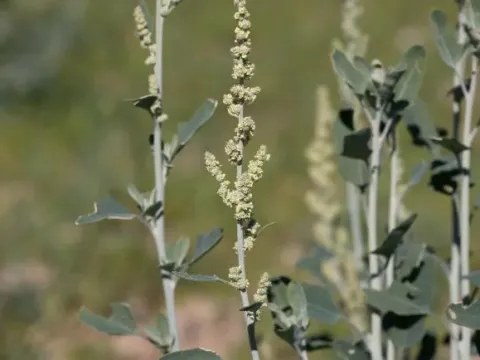 Golden goosefoot